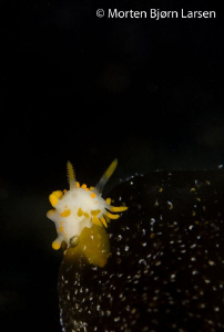 I love how the tail of the nudibranch is visible through ... by Morten Bjorn Larsen 